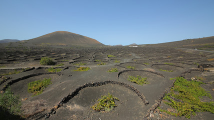 Cultivos en La Guería en Lanzarote