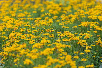 Yellow flowers in Guatemala, tropical garden.