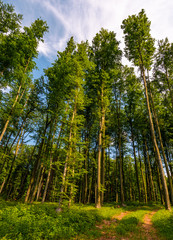 forest road among tall trees with green foliage. beautiful nature scenery in springtime