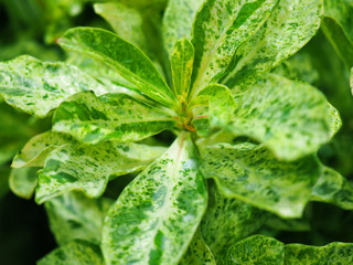 Macro close up top view of young white marble spotted pattern green leaf shoot of Adenium plant bush background