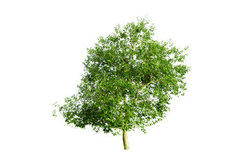 Fototapeta na wymiar a fresh green tree on white background isolated,a big tree with many green leaves