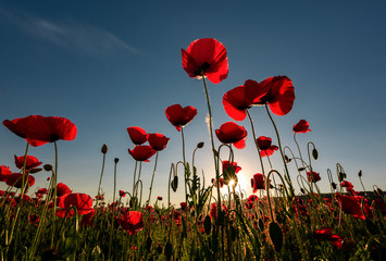 field of red poppy flower with sunburst shot from below. beautiful nature background against the blue sky