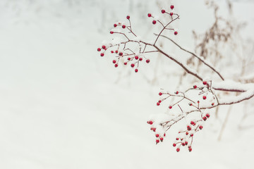 A branch with red berries covered with fluffy snow. Winter is a beautiful view. Very soft selective...