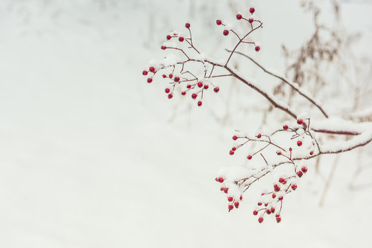 A branch with red berries covered with fluffy snow. Winter is a beautiful view. Very soft selective focus.
