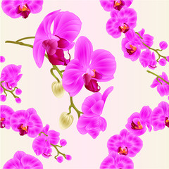 Fototapeta na wymiar Seamless texture orchids Phalaenopsis purple flowers tropical plants green stems and buds vintage vector botanical illustration for design editable hand draw