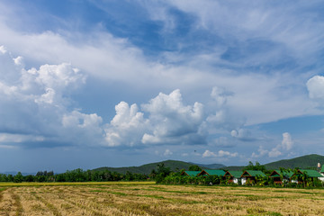 Thai agriculture