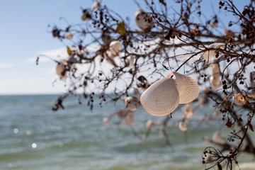 A Shell Tree At the Beach - 182724907