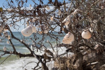 A Shell Tree At the Beach - 182724945
