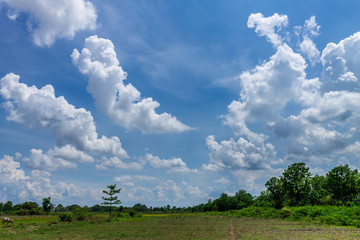 Background of nature