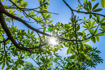 Background of nature