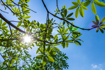 Background of nature