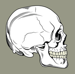 Naklejka premium Human skull