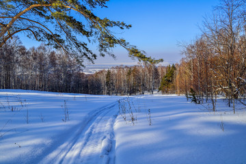 Green pine at the edge of the winter forest