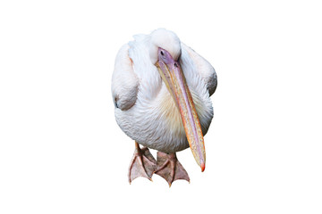 Potrait Of A Pelican On White Background