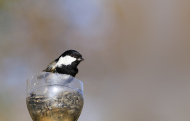 A little bird with a big sunflower seeds is in the trough turning his head to the side