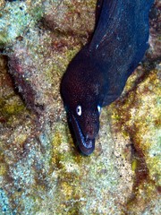 Moray in the Atlantic Ocean 