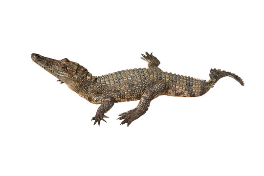 crocodile on white background
