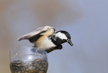 Obraz premium A little bird with a big sunflower seeds is in the trough turning his head to the side