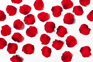 Rose petals on white background in decorative pattern, holiday concept