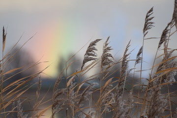 Landscape rainbow with reed on an autumn day in the netherlands