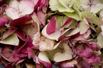 background: garland or wreath made of Hydrangea flowers (ortensia), very colorful because they are picked fresh in autumn (green, pink, blue, beige), Autumn, Italy