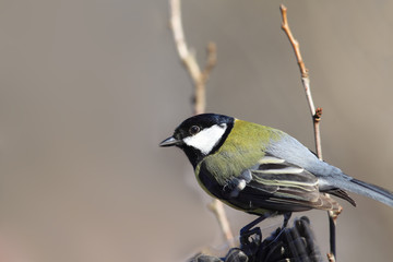 Obraz premium Titmouse sits in the trough on the grains, as if they do not need to eat them ...