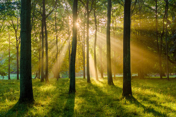 Sunbeams shine through the forest