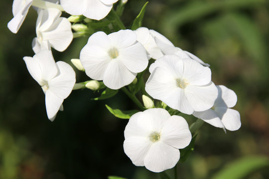 Blooming cultivar garden phlox (Phlox paniculata 'Danielle') in the summer garden
