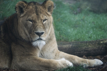 Fototapeta na wymiar Lion resting outside his enclosure on a cold and foggy day
