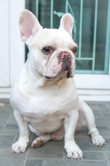 French bulldog on the floor