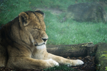 Fototapeta na wymiar Lioness with closed eyes laying outside of her enclosure