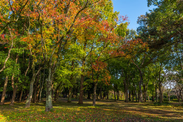 Osaka Castle in Osaka with autumn leaves. Japan.
