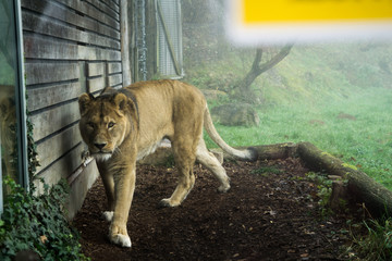 Lioness by the wall of her enclosure at Herberstein zoo in Austria