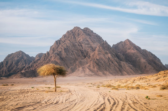 Tree in Sinai desert with rocky hills and mountains against sunset sky, Egypt. Life in desert concept