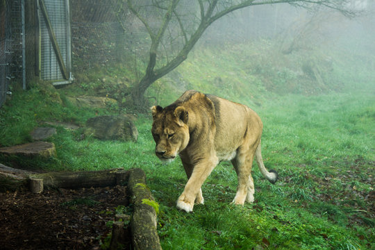 Lion returning from a stroll on a cold and foggy morning at an Austrian zoo