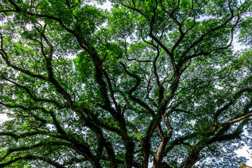 Obraz premium Background of nature