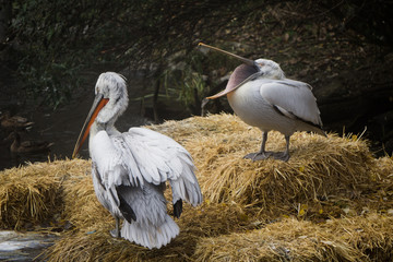 Pelican with huge open beak on a hay bale at the zoo
