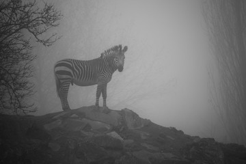 Obraz na płótnie Canvas Hartmann mountain zebra standing on some rocks on a cold, foggy and gloomy November morning at the zoo