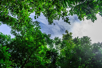 Fototapeta premium Background of nature