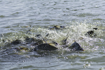 fish swim in the pool to eat the food.
