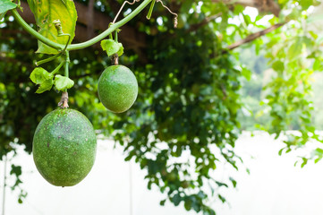Lots of raw and fresh passion fruit in garden, passion fruit farm