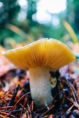 Colorful edible russula mushroom, blurred forest on the background. Hat brittle gill mushroom closeup, fungi picking up concept, macro.