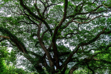 Background of nature