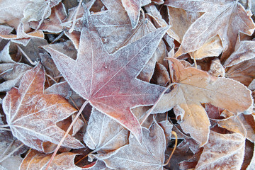 Iced leaves 2