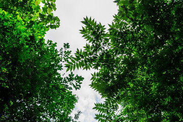 Background of nature