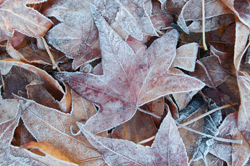 Fototapeta na wymiar Iced leaves