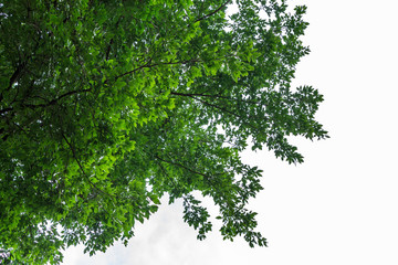 Background of nature
