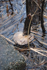Fungi at Pond's Edge, Massachusetts 2017