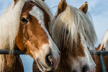 Frisuren Haflinger