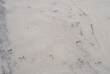 Tern Prints in Sand (2), Plymouth, Massachusetts 2017